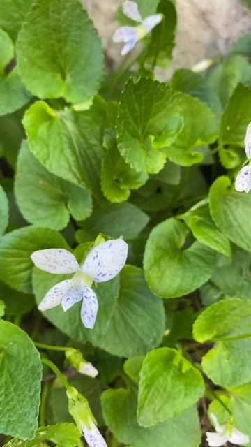 Виола сестринская Фреклес (Viola sororia 'Freckles')