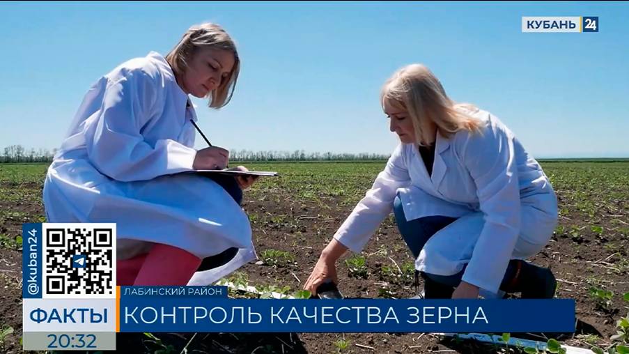 ТВ: К первым в этом году апробациям посевов приступили специалисты Новороссийского филиала ЦОК АПК