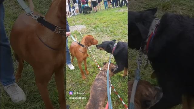 На выствке "Эра Водолея" #босерон_питбуль #собаки