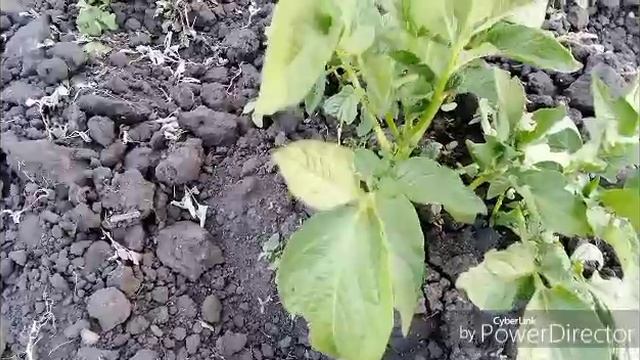 Я очень всем благодарна / Приступила к посадке перца.