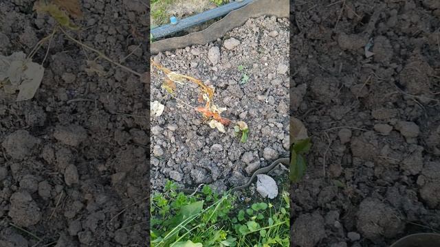 Виноград. Начало сезона. Дубль два.