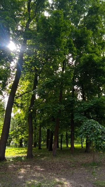 Парк. Деревья