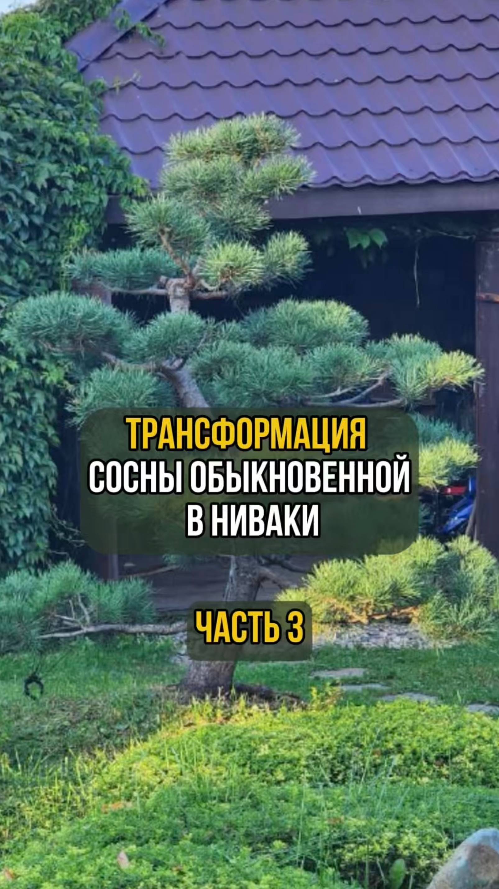 Трансформация сосны обыкновенной в ниваки. Часть 3