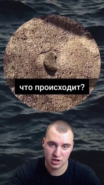 Видео из Тик Тока