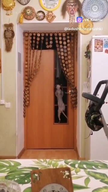 Булка крокодит )))) #shorts #ШаШаШу