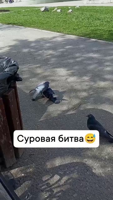 scene_output.mp4