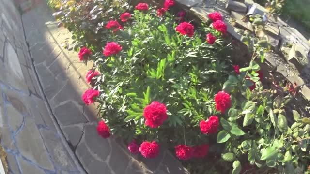 ЖИВЕМ В ДЕРЕВНЕ!ВЫСАДИЛИ ПЕРЕЦ,БАКЛАЖАНЫ И ПОМИДОРЫ!!ПРОПОЛКУ НИКТО НЕ ОТМЕНЯЛ!!
