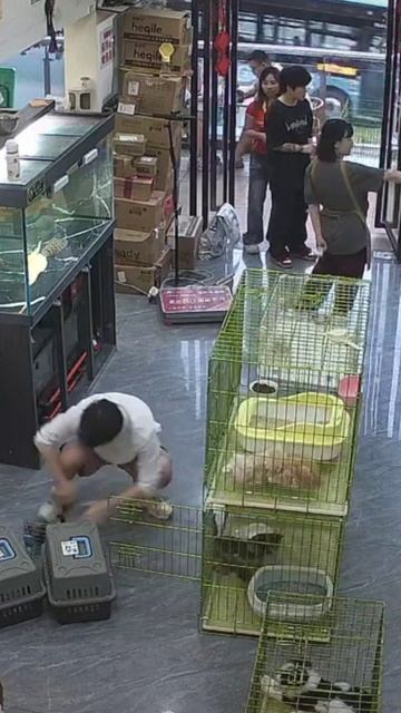 🐈«Перезагрузка матрицы»: владелец зоомагазина в Китае прославился из-за «бесконечной петли кошек»
