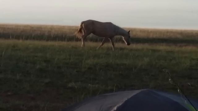 Аудиокнига Виктория Токарева _Лошади с крыльями_ Читает Марина Багинская