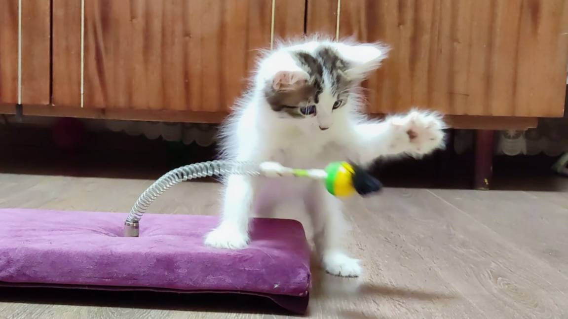 Игрушка для котят своими руками 1. Милые котята играют.
