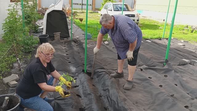 113.Май!!! Всего себя огороду отдай 👨🌾🍅
