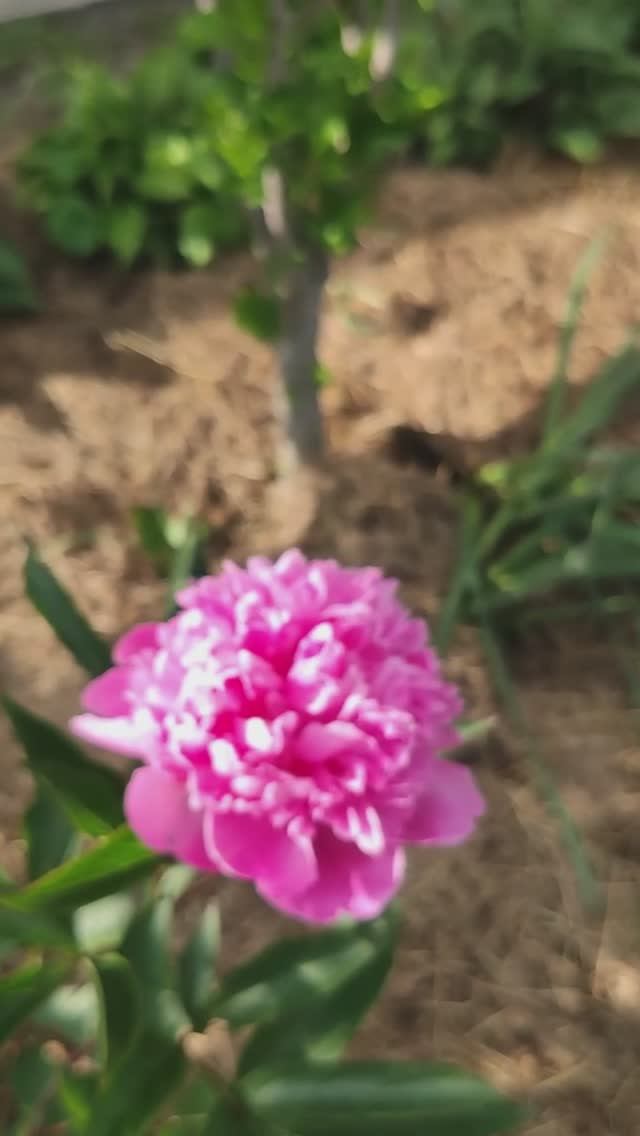 Пионы