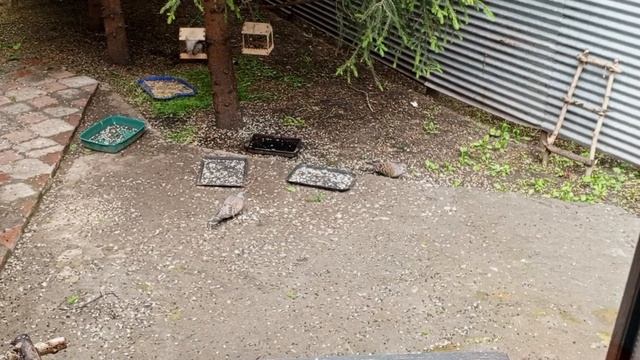 суета в вольном зоопарке