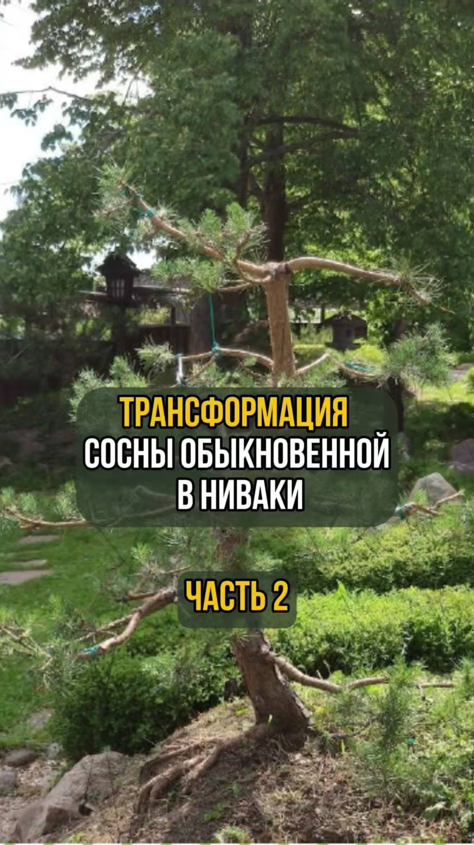 Трансформация сосны обыкновенной в ниваки. Часть 2
