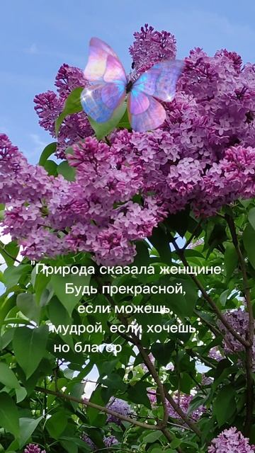 Лучшее женское качество. Какое? #мудрыемысли #крылатыевыражения