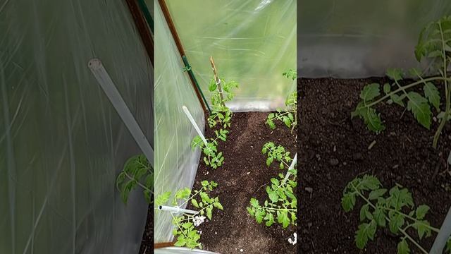 Помидоры 20250527 вот такой душ - грядку сделали, чтобы собачка не лезла в помидоры.