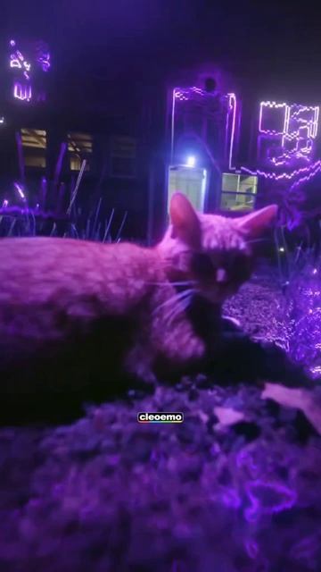 кошачьи тусовки в мяу-сити