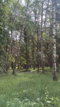 Парк. Деревья