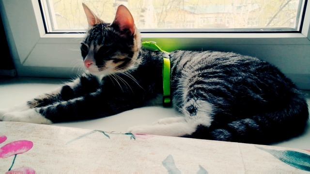 🐝Всем Привет кого не видели👒🔥👍🐾🦋🐈🐦🕊️👁️🦜😁😉