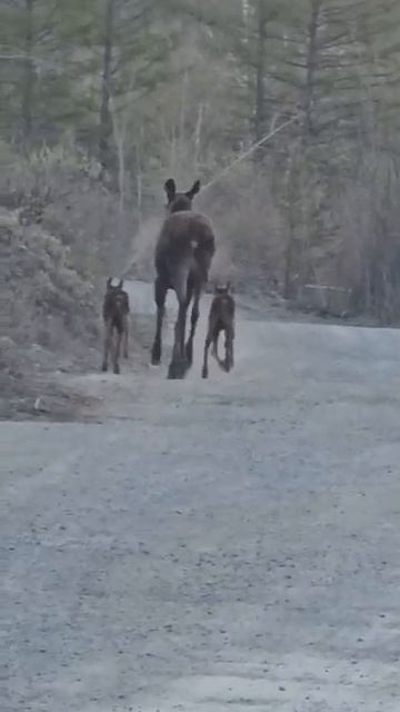 Семья лосей в Амурской области