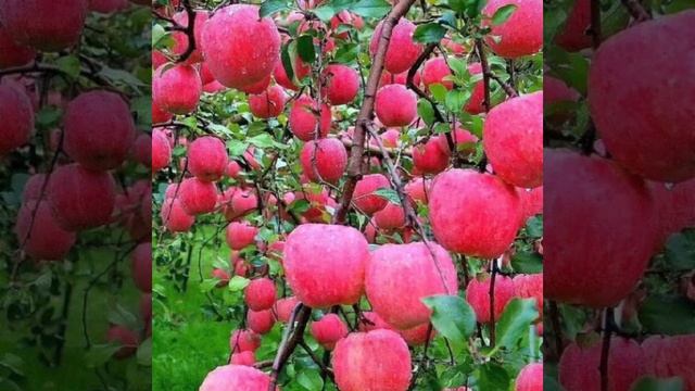 VID_20250527_223530_308.mp4