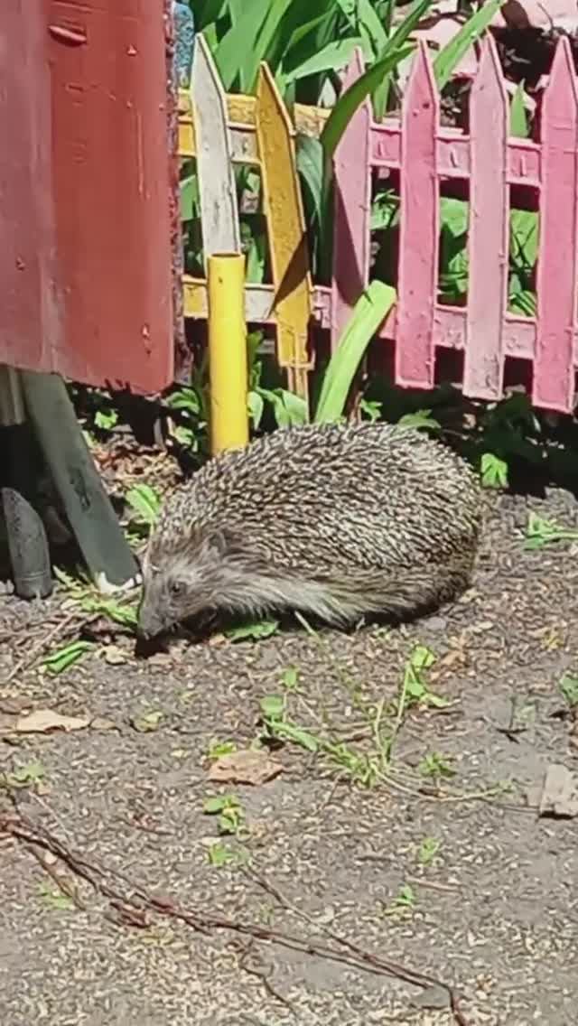 Про Ёжика 🦔Привет! #михалычдачник #ежик