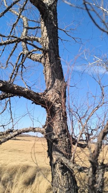 Бывают и черные березы.