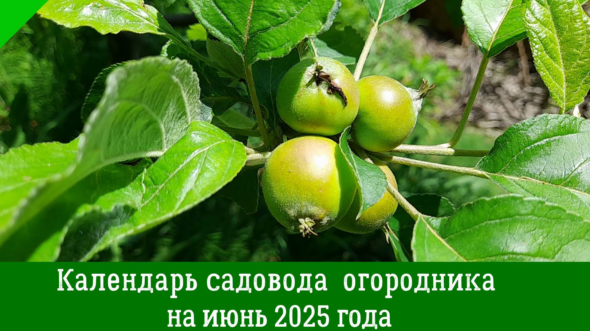 Подробный ПОСЕВНОЙ КАЛЕНДАРЬ НА ИЮНЬ 2025. Что и когда посеять в июне по лунному календарю