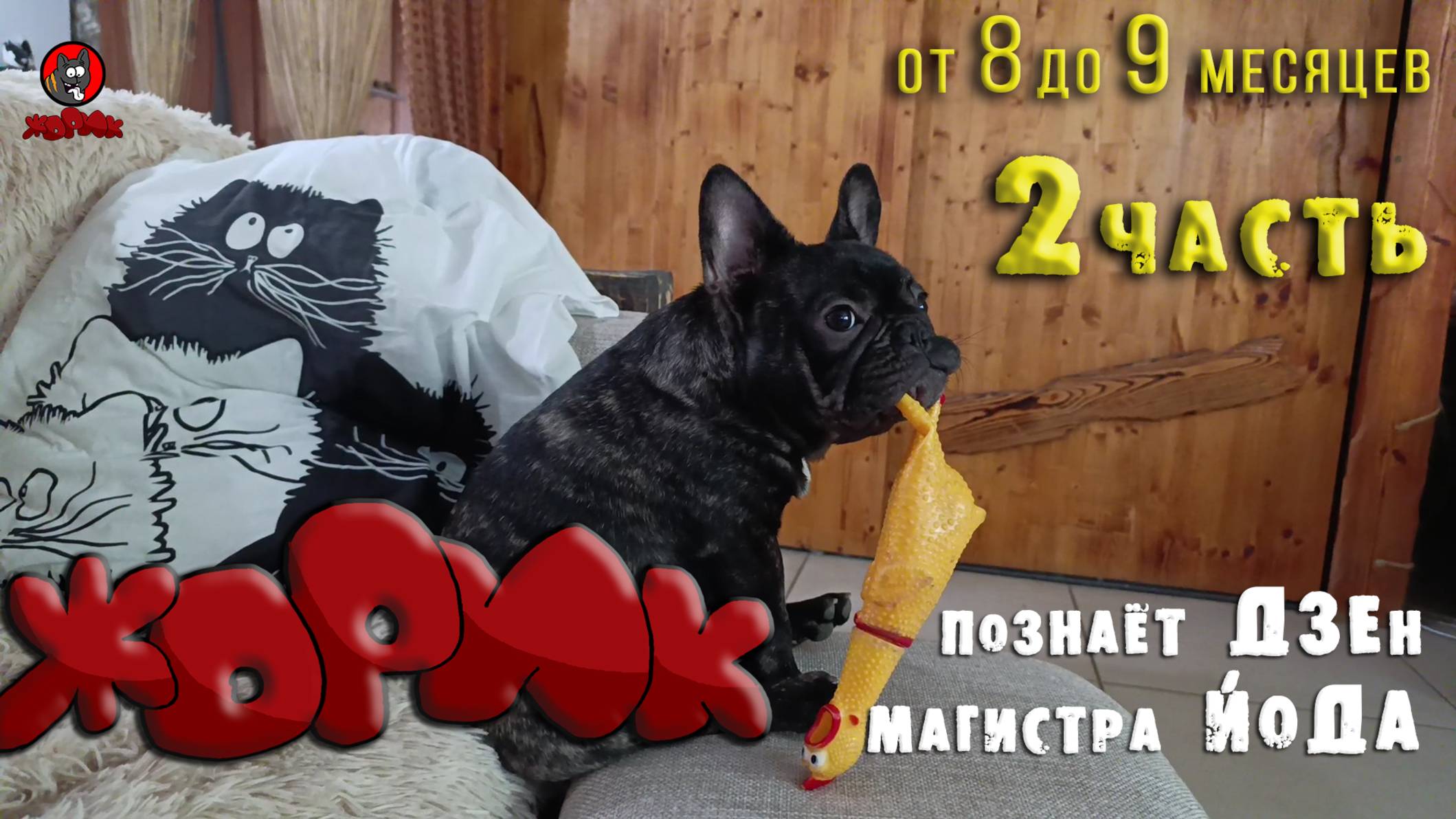 22,Жорик.Французский бульдог.8-9месяцев. 2часть. .Жорж де КОЛОбуль.