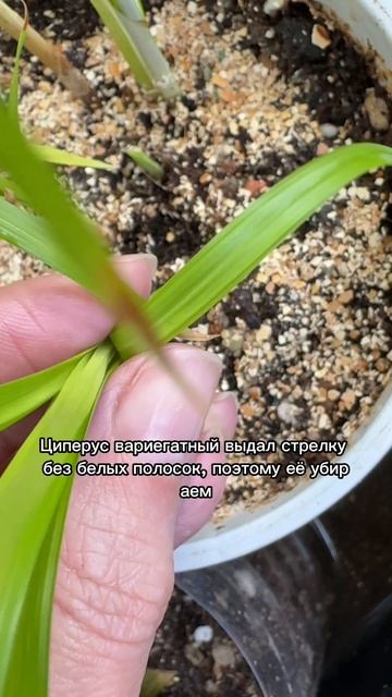 Циперус очереднолистный вариегатный