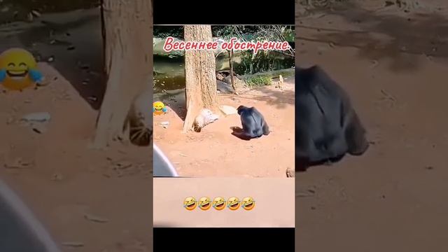 Милые животные 1