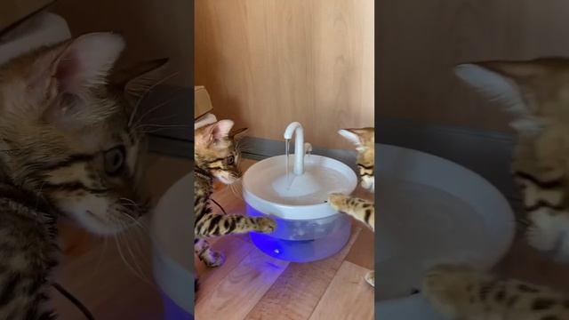 Бенгальские котята на водопое 😸Фонтанчик дали , а как