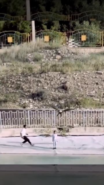 Орлан чуть не утащил девочку в Иране