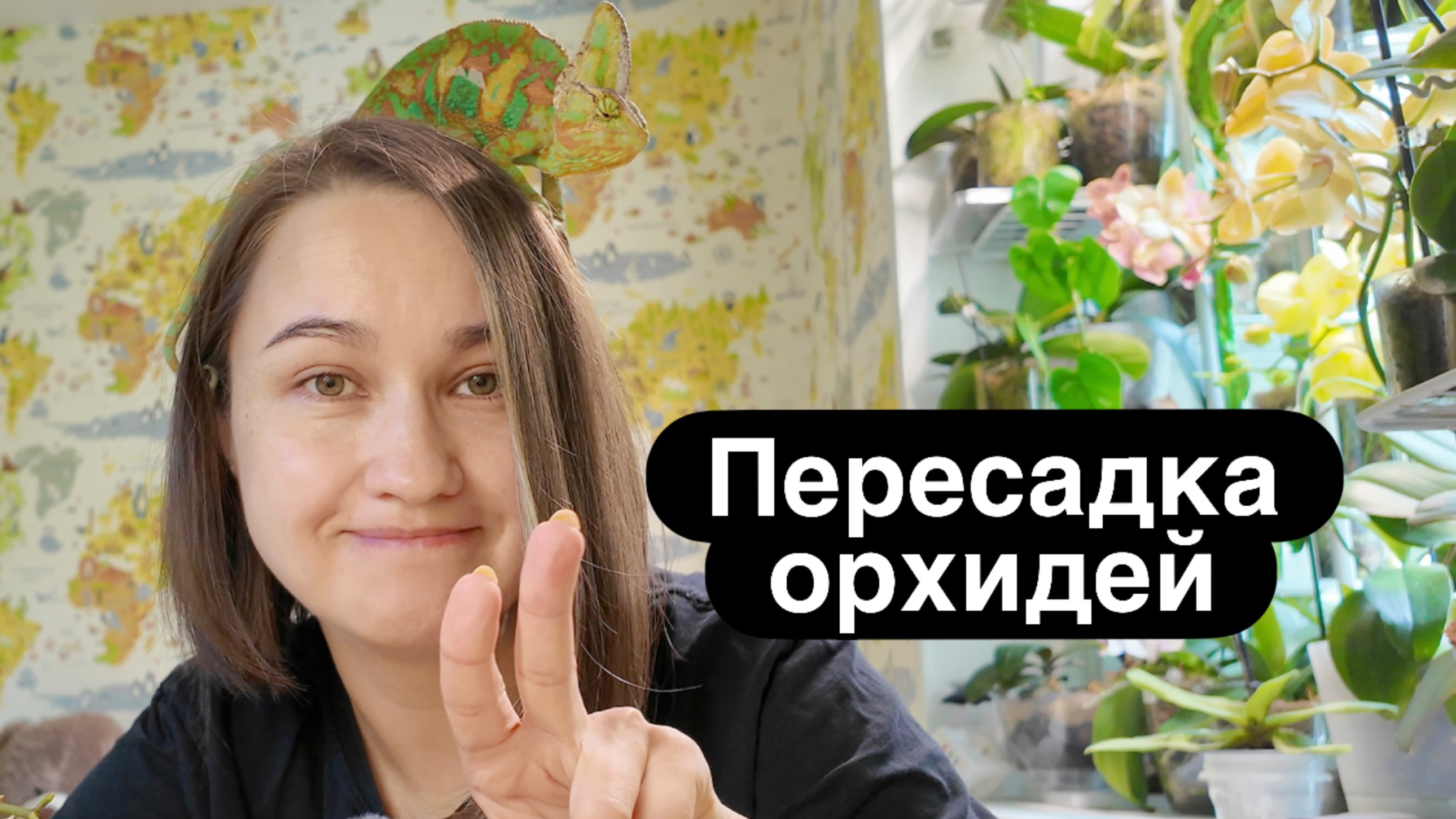 Пересадка мильтассии и фаленопсисов