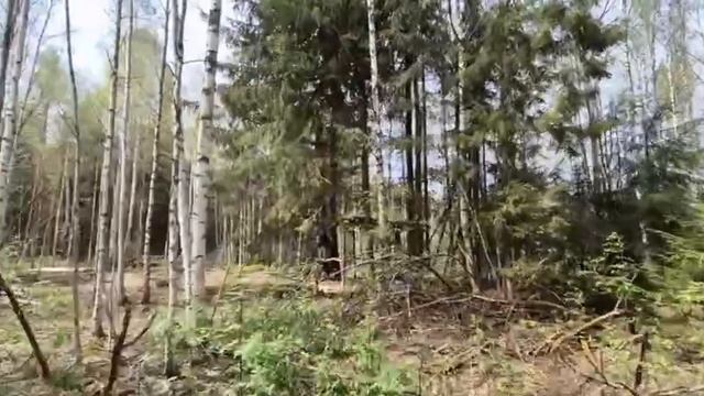 Земельный участок в Сиверской