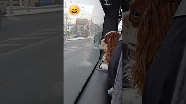 Милый пассажир.mp4