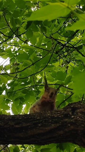 Белочки в лесу 🌰🐿️