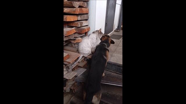 Собака. Кот. Том и Кос