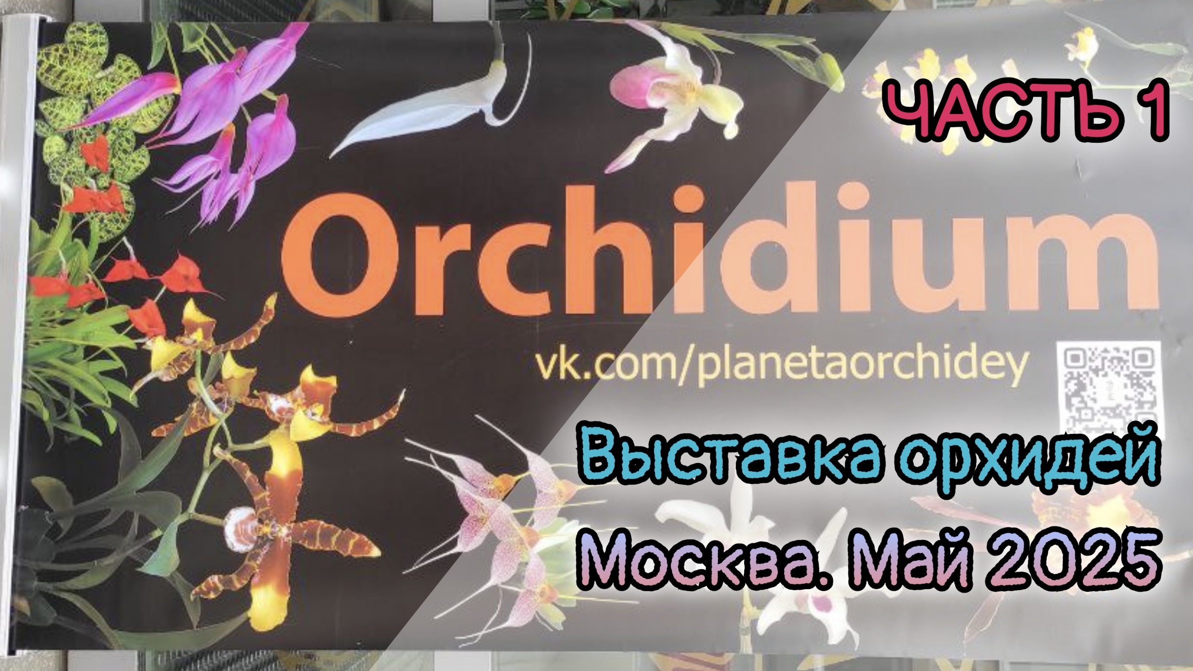 Выставка орхидей Орхидиум. Москва. Май 2025