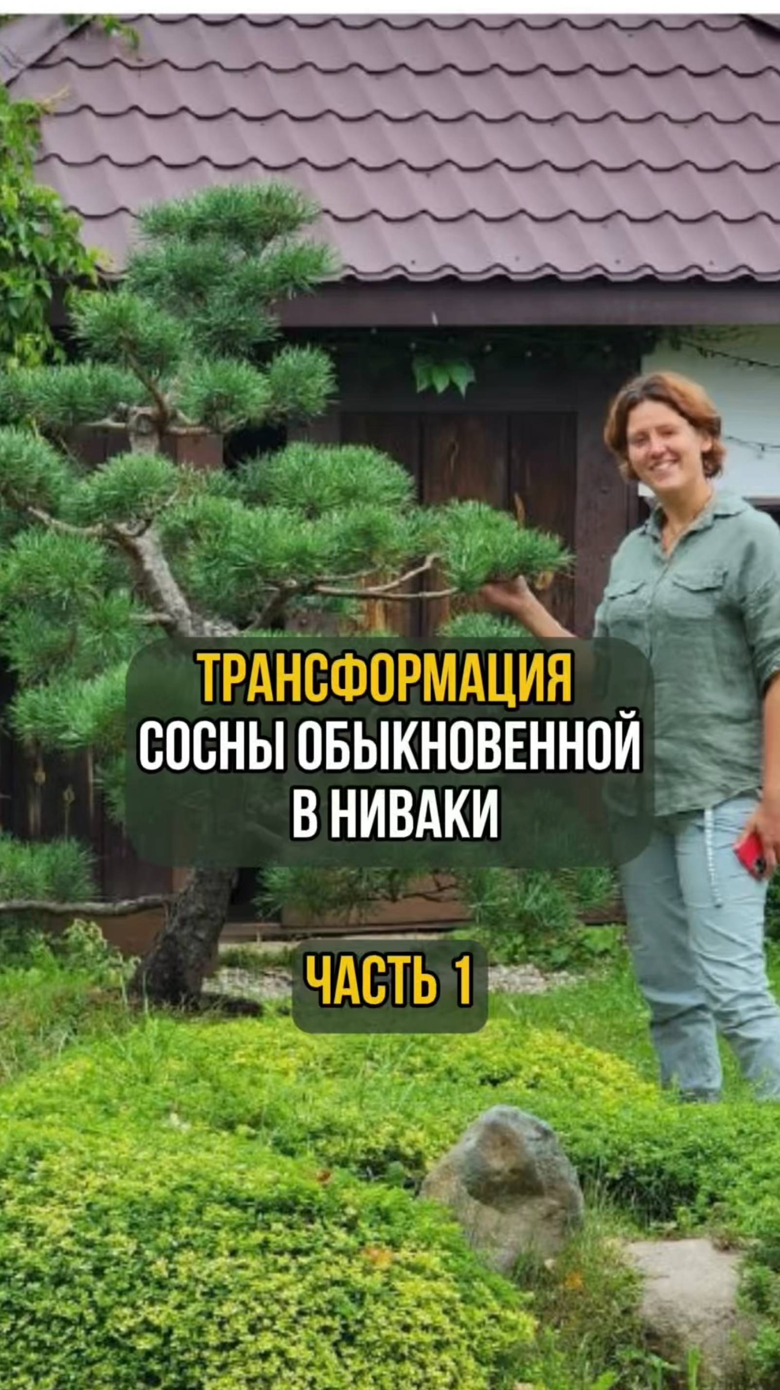 Трансформация сосны обыкновенной в ниваки. Часть 1