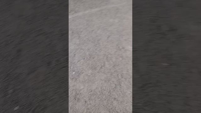 бумажные собачки 😘🥰 передержка 😁