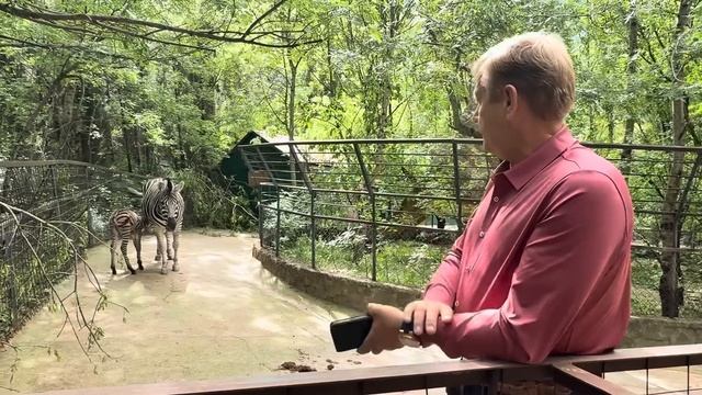 Это УДИВИТЕЛЬНО! Олег Зубков просто перепрыгнул через забор и пошел к родившей только что зебре!