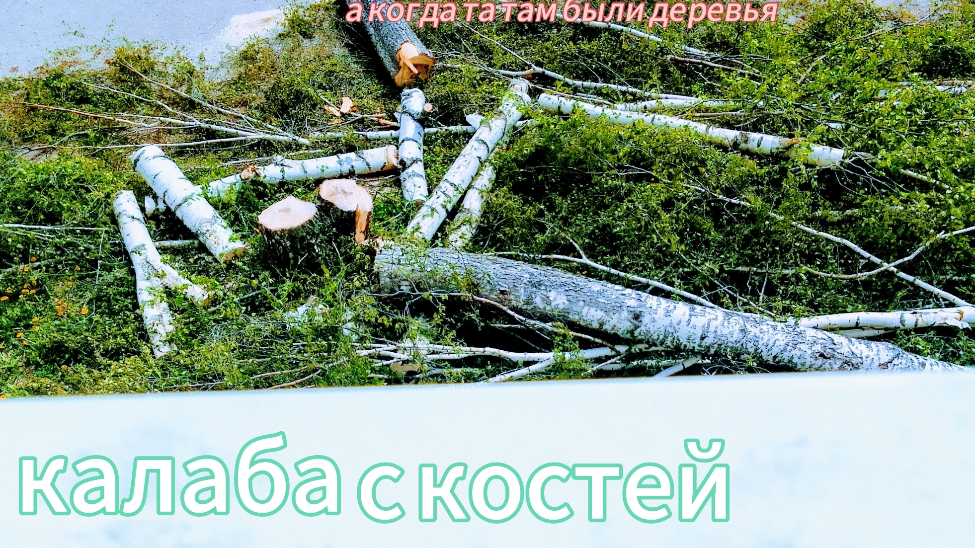 от нас деревья убежали