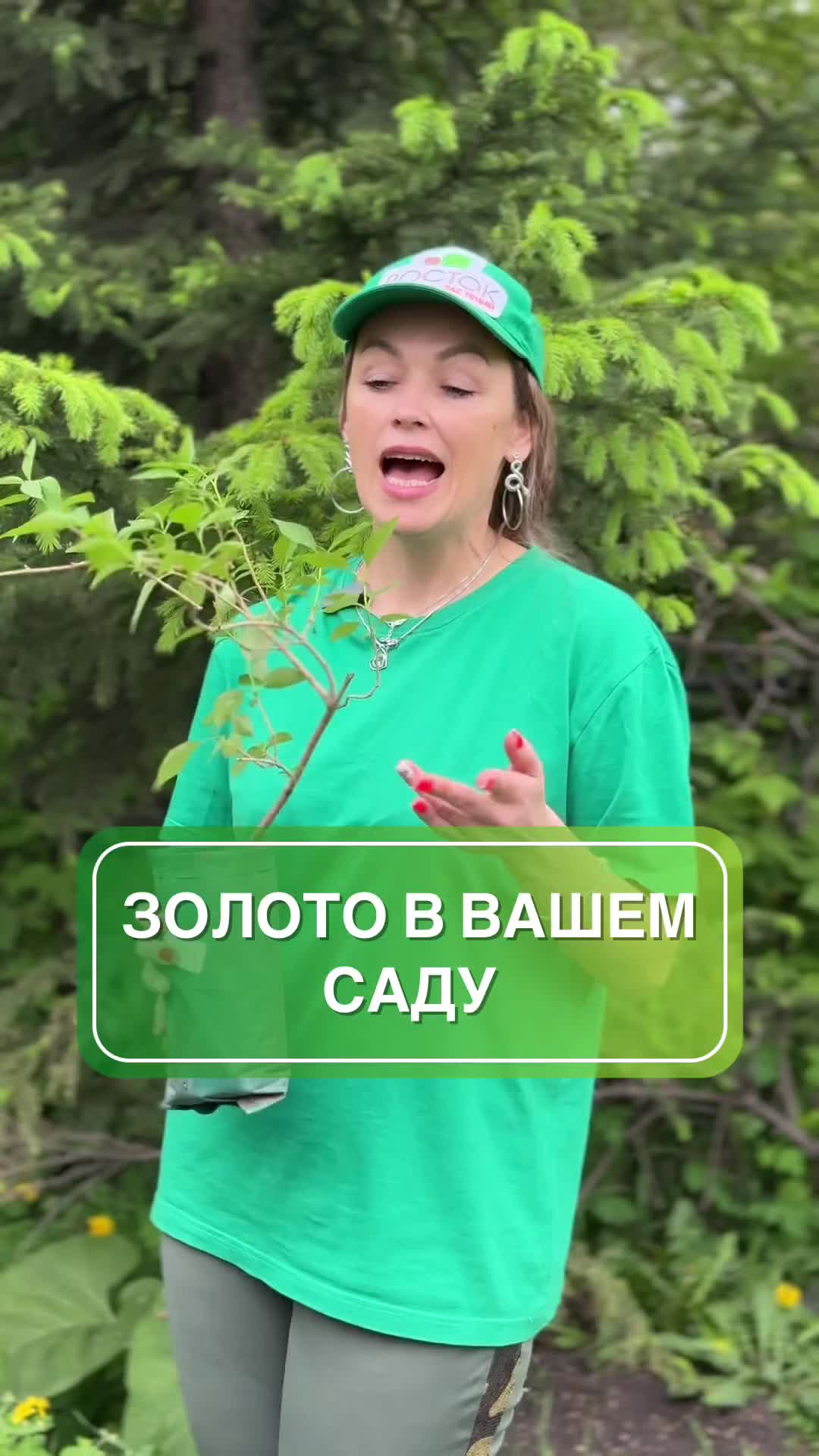 🌟💛 Форзиция: цветущий момент весны в вашем саду! 💛🌟