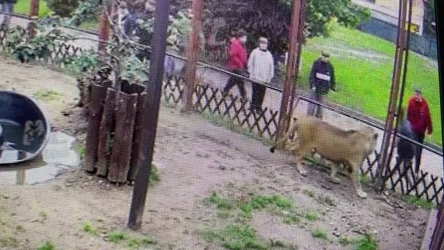Вот и вечер наступил (Ф. Й. Гайдн Симфония № 8 соль мажор Вечер)