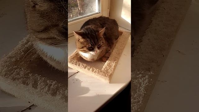 кот греет лоток для корма птиц