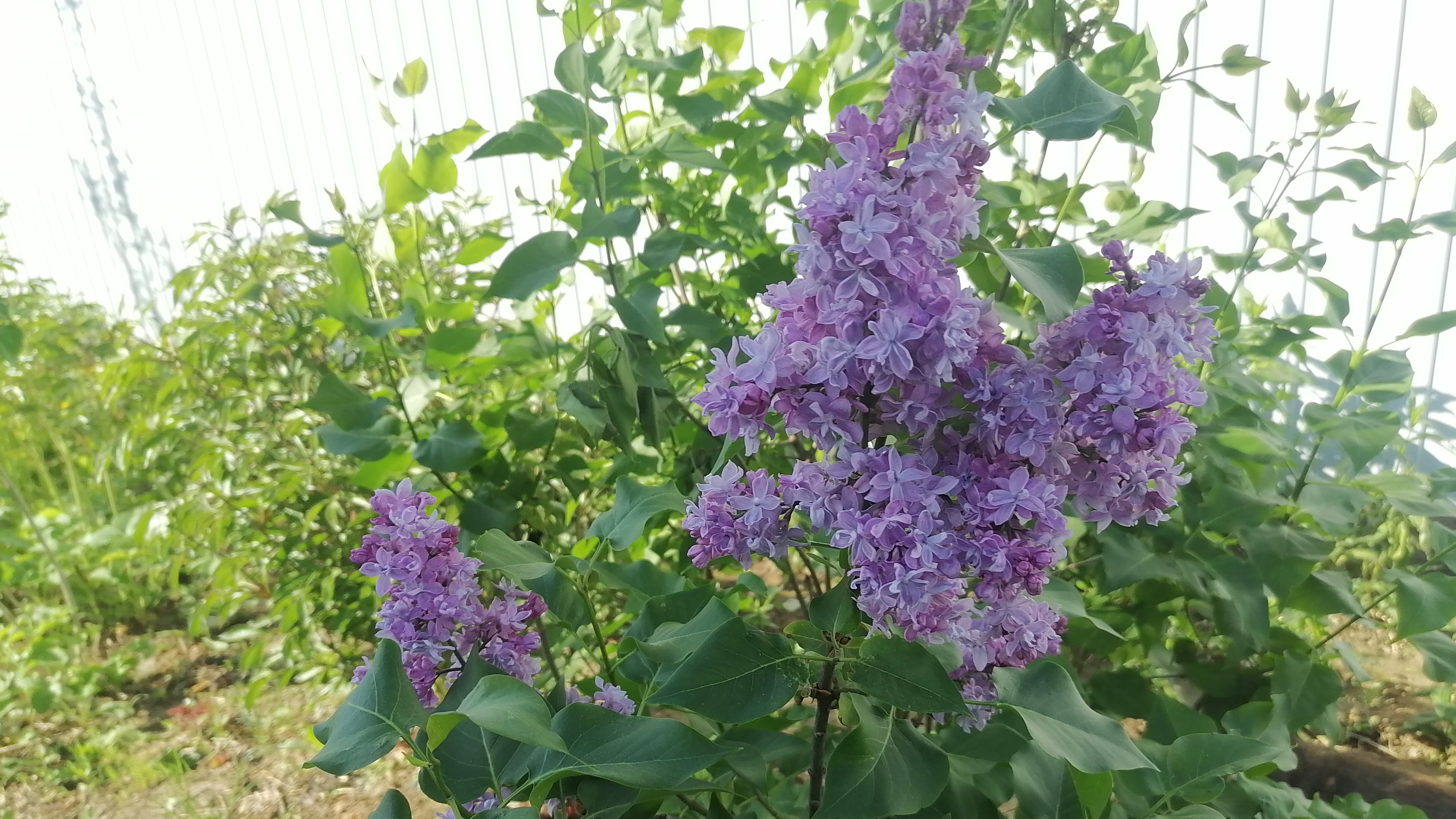 Обычный день в декретном отпуске на даче😉🐝🦋🐞