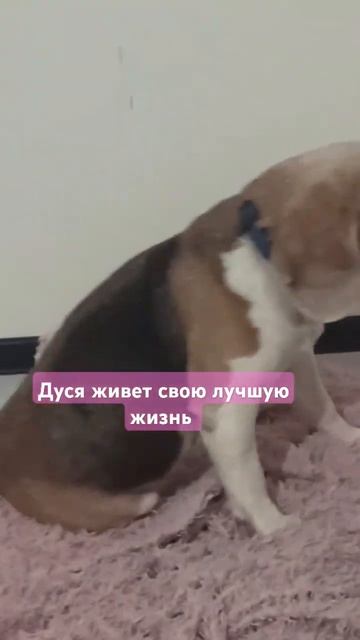 Собака на кайфе #каришиквшоке #собака #животные #music #отельдлясобак
