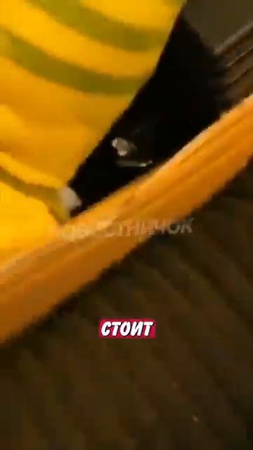 Новостничок (758)