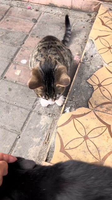 Издалека заметил черную мордашку#кошки #кошкасирена #кошкибатуми #животные #cats #catlovers